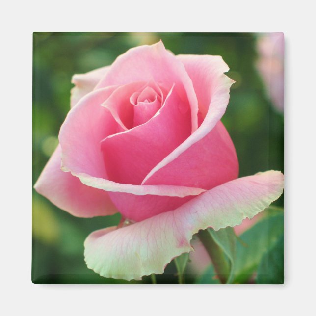 Pink Rose Magnet (Front)