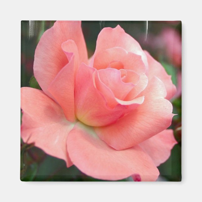 Pink Rose Magnet (Front)