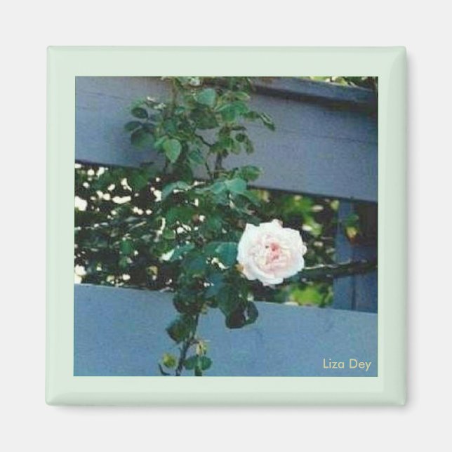 Pink Rose Magnet (Front)