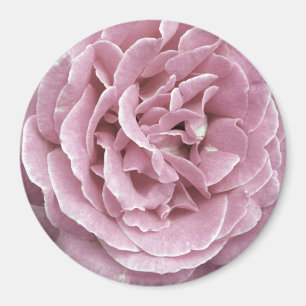 Pink Rose Magnets