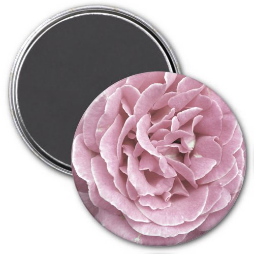 Pink Rose Magnets
