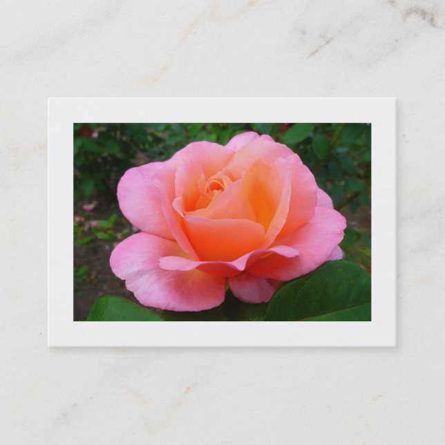 Pink Rose, Mini Photo Business Card (Front)