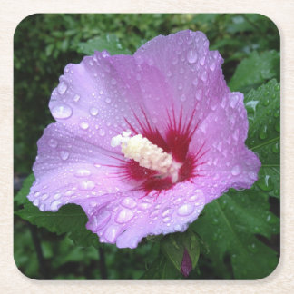 Pink Rose of Sharon Coaster