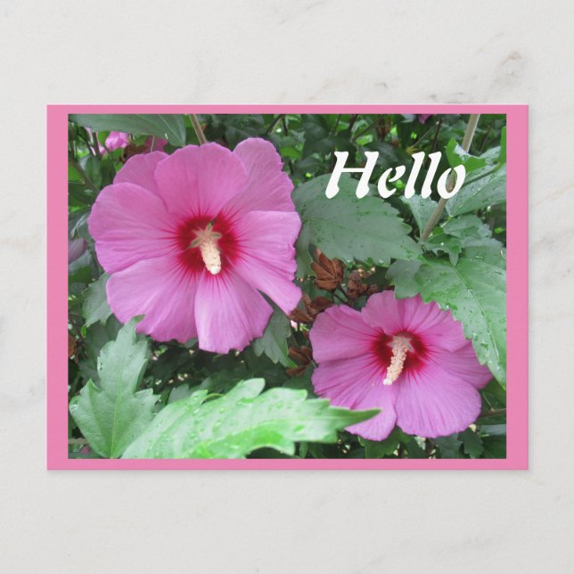 Pink Rose of Sharon Flower Photo Hello Postcard (Front)