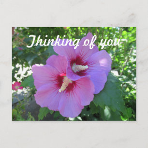 Pink Rose of Sharon Flower Photo Thinking of You Postcard