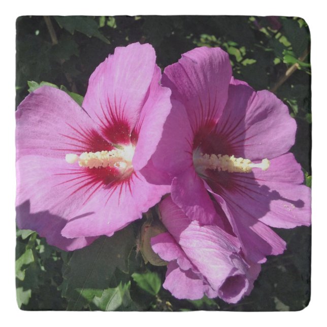 Pink Rose of Sharon Photo Trivet (Front)