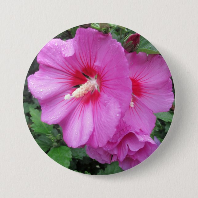 Pink Rose Of Sharon Raindrops Petals Flower Photo Button (Front)