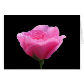 Pink Rose on Black (Front Horizontal)