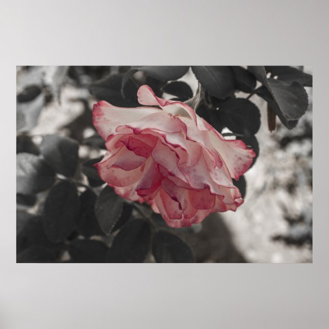Pink Rose on Black and White Background Photo Poster (Front)