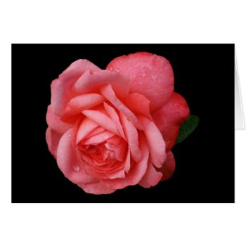 Pink Rose On Black Background by Recipecard at Zazzle