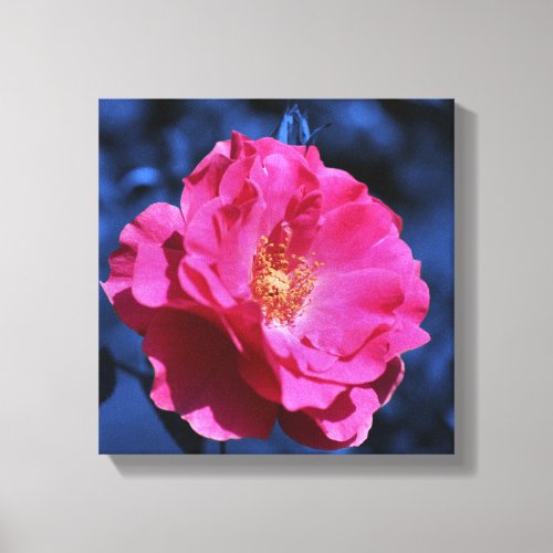 Pink Rose On Blue Tint Flower  Canvas Print