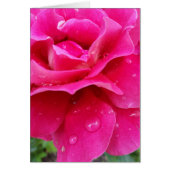 pink rose petals (Front)