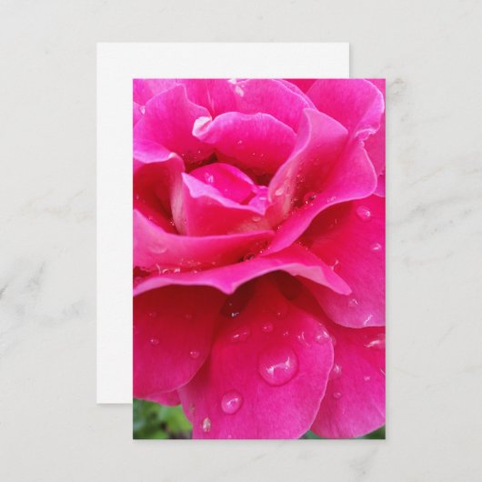 pink rose petals (Front/Back)