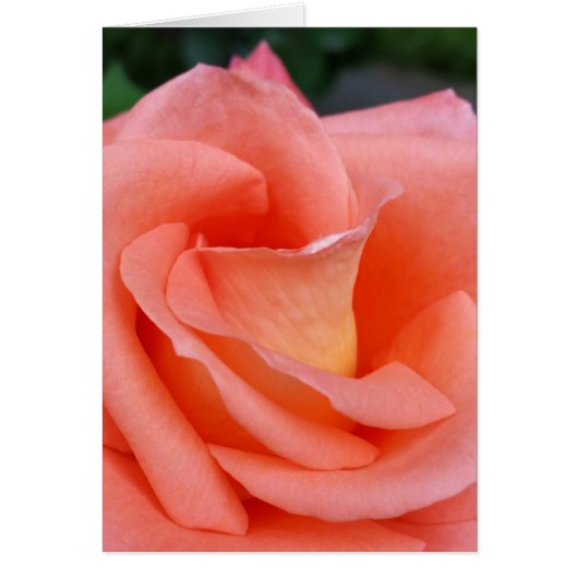 pink rose petals cards (Front)