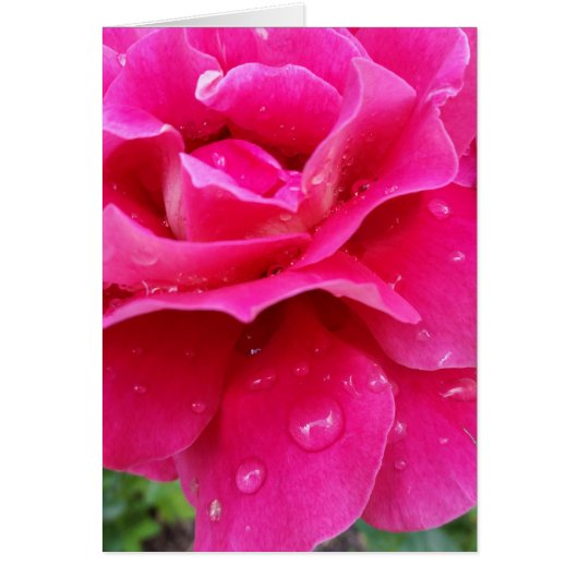 pink rose petals cards (Front)