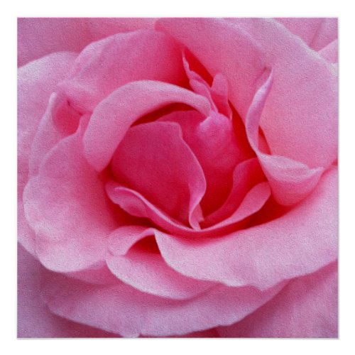 Pink rose petals poster