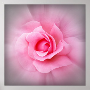 Pink rose petals poster