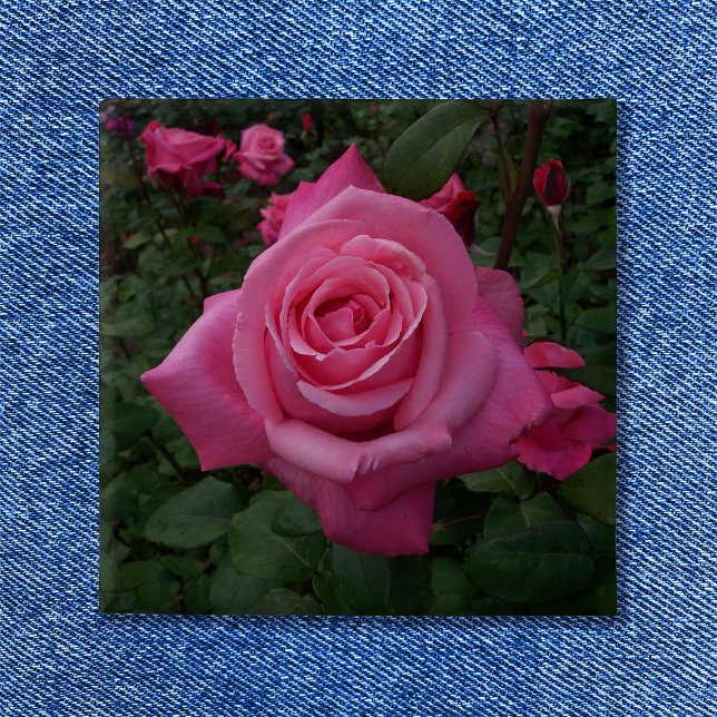 Pink Rose Photo Button (Pink Rose Button)