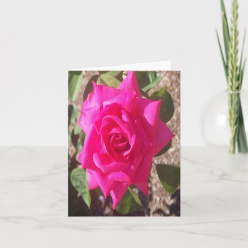 Pink Rose Photo Folded Note Card