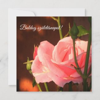 Pink rose photo  - Hungarian birthday