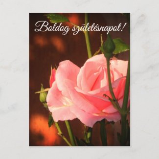 Pink rose photo  - Hungarian birthday Postcard