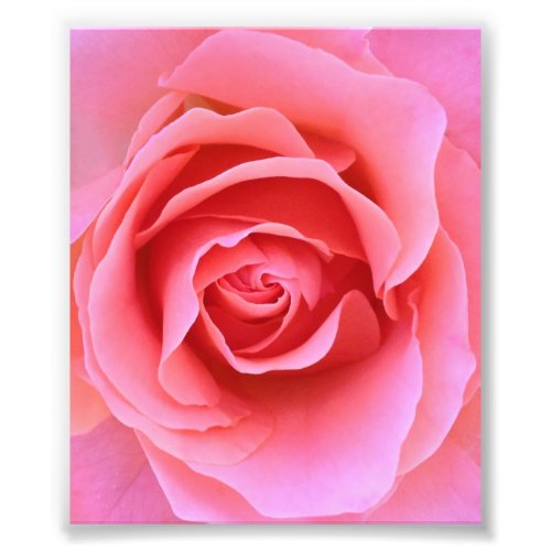 Pink Rose Photo Print