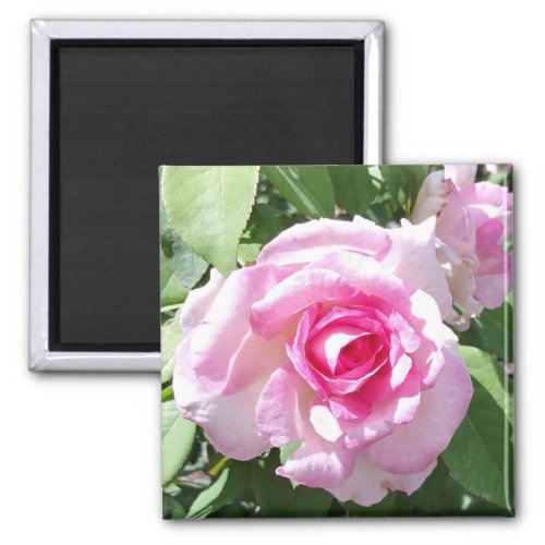 Pink Rose Photo Square Magnet