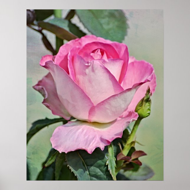 Pink Rose Photographic Art Print (Front)