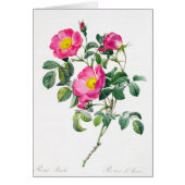 Pink Rose Pierre-Joseph Redoute Greeting Card (Front)