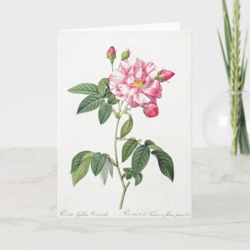 Pink Rose Pierre_Joseph Redoute Greeting Card