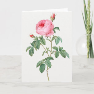 Pink Rose Pierre-Joseph Redoute Greeting Card