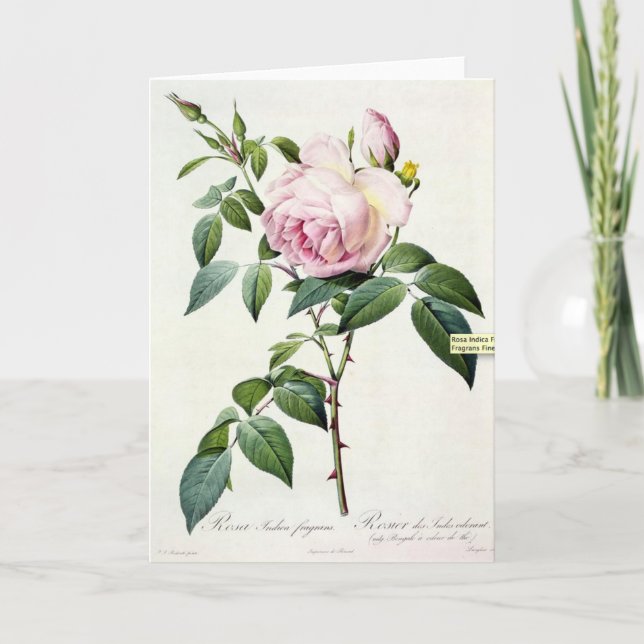Pink Rose Pierre-Joseph Redoute Greeting Card (Front)