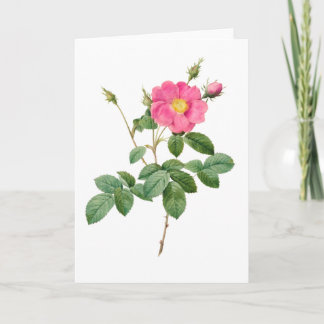 Pink Rose Pierre-Joseph Redoute Greeting Card