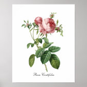 Pink Rose Pierre Redoute Botanical Poster (Front)