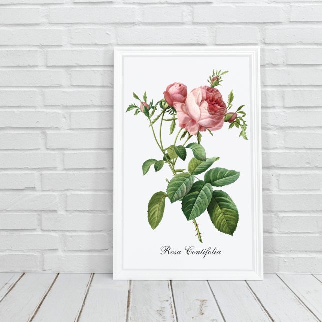 Pink Rose Pierre Redoute Botanical Poster