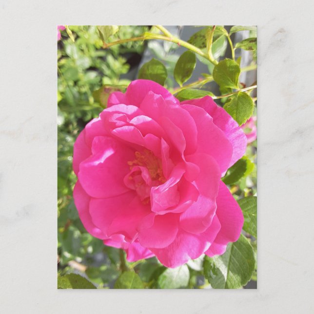 Pink Rose Post Card (Front)