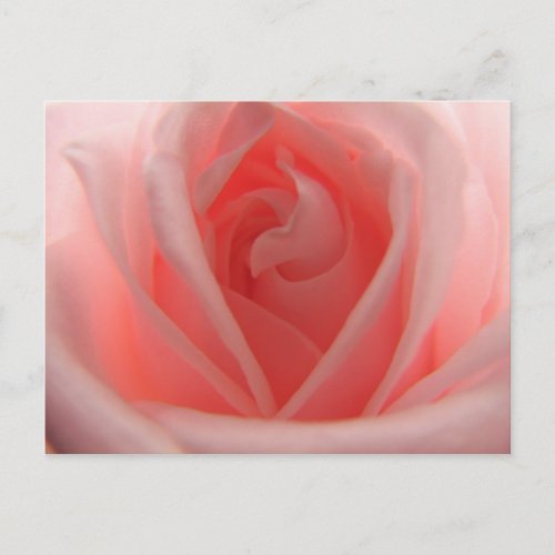 Pink Rose Postcard