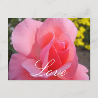 Pink Rose Postcard