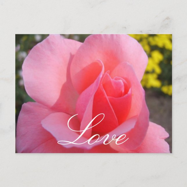 Pink Rose Postcard (Front)
