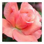 Pink Rose Poster