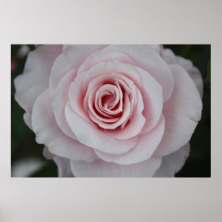 Pink Rose Poster