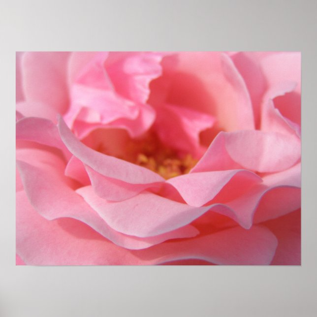 Pink Rose Poster (Front)