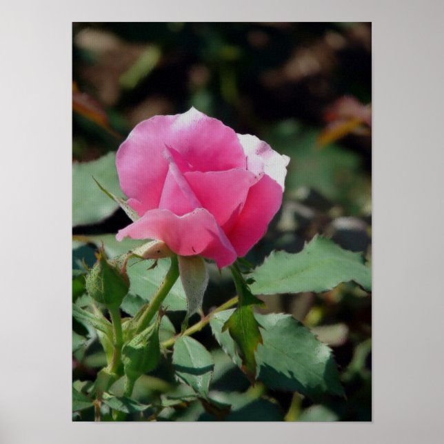 Pink Rose Poster (Front)