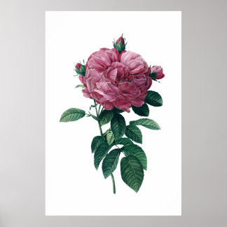 Pink rose poster