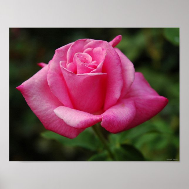 Pink Rose Poster (Front)