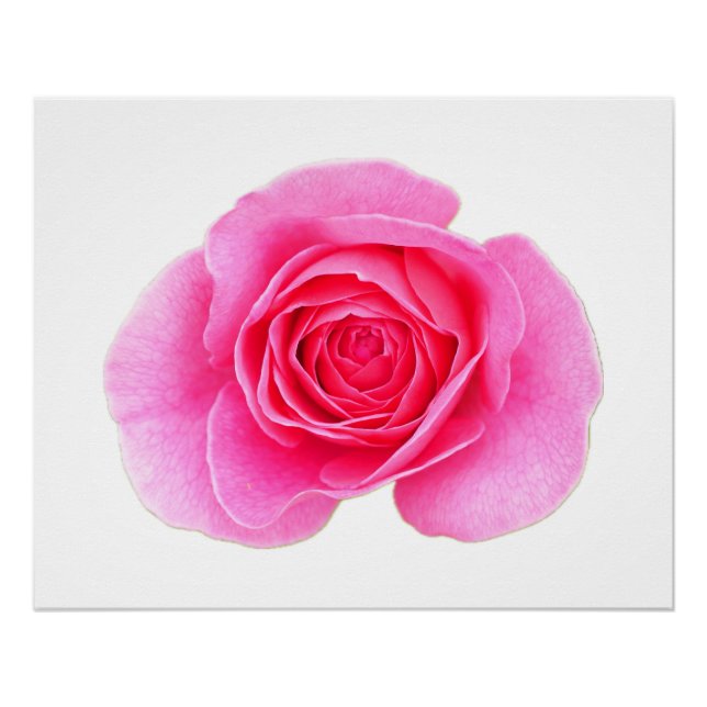 Pink Rose Poster (Front)