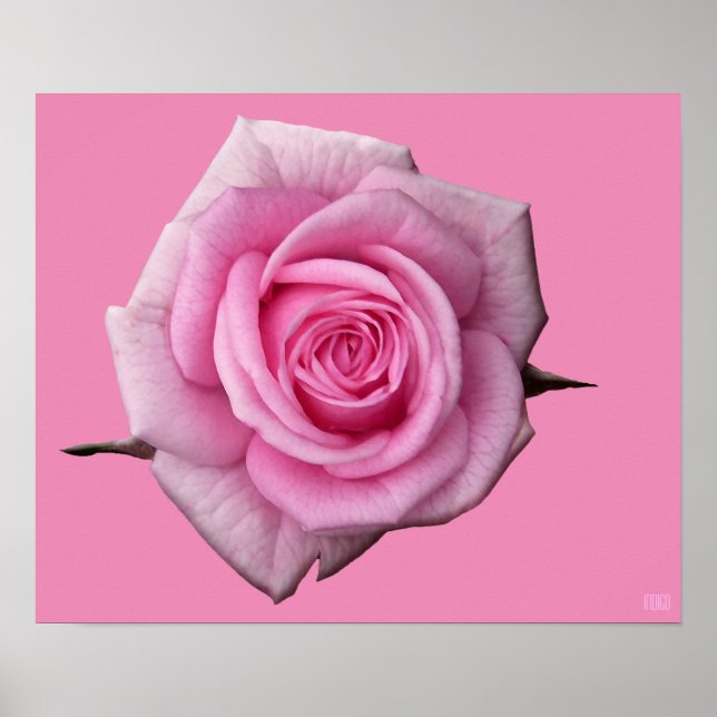 Pink Rose Poster Print Beautiful Flower Art Print (Front)
