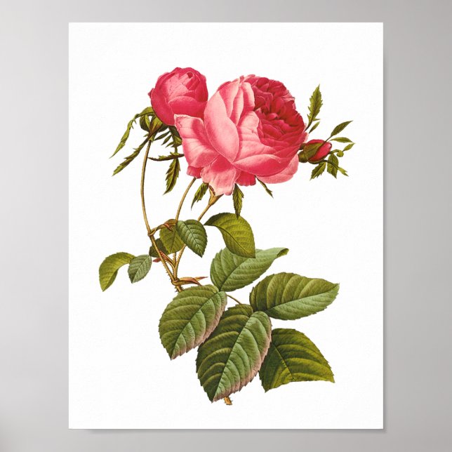 pink rose print artwork vintage (Front)