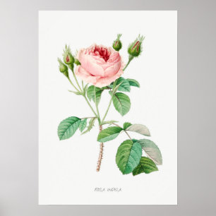 Pink Rose Rosebuds Vintage Botanical Illustration Poster