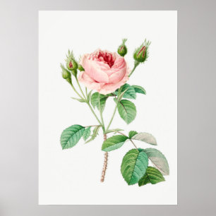 Pink Rose Rosebuds Vintage Botanical Illustration Poster